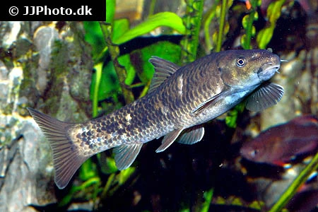 Doktorfisk (Garra rufa)